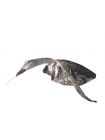 Чучело селезня серой утки летящее  - флюгер
